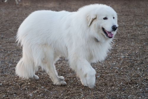A Great Pyrenees Dog outside walking and smiling