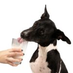 How Much Water Should A Dog Drink A Day