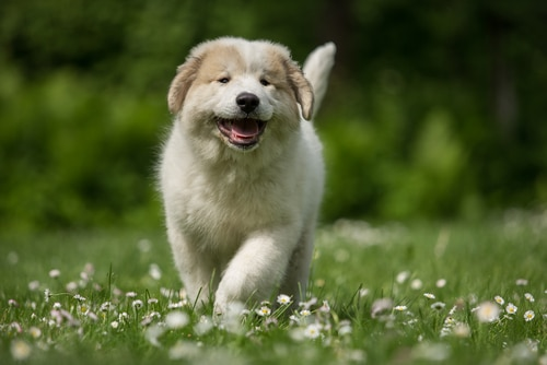 Great Pyrenees Puppy playing outside
