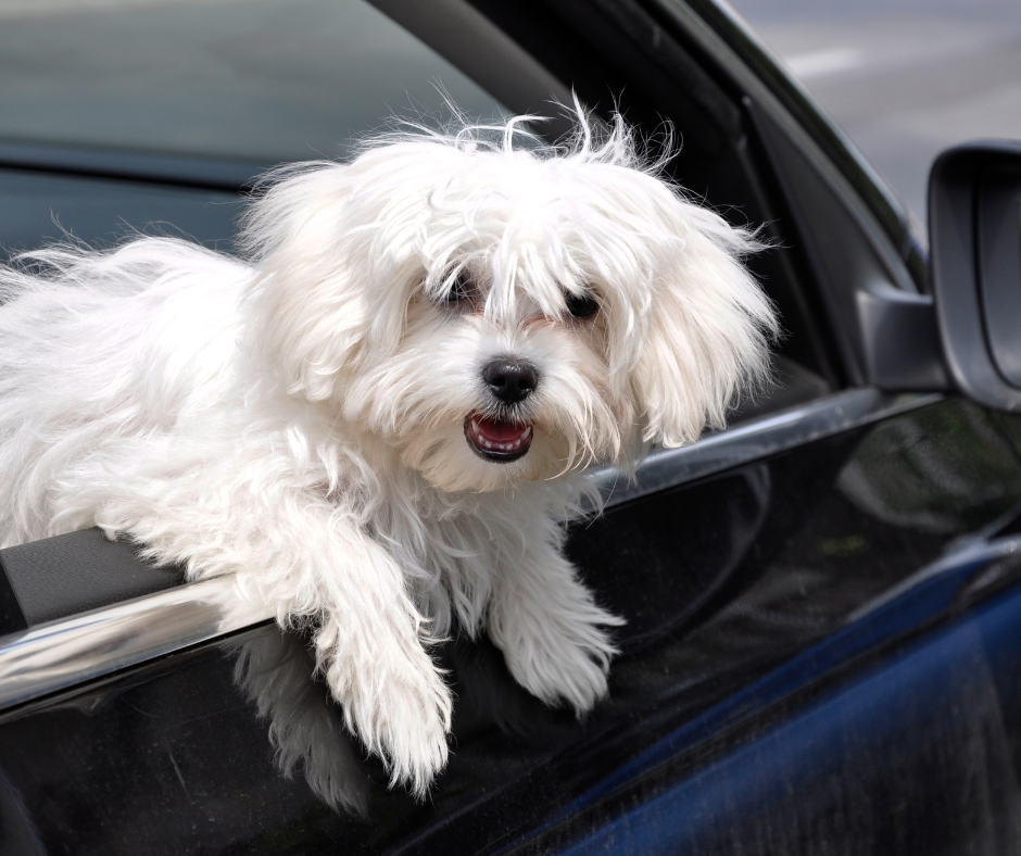 A smiling Maltese leaning out a car window
