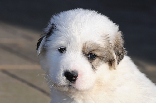 A Great Pyrenees puppy about 8 weeks old