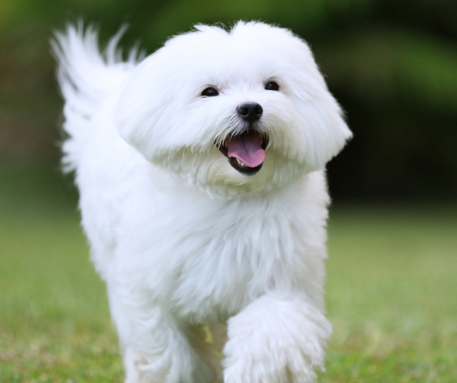 A smiling Maltese running in a yard