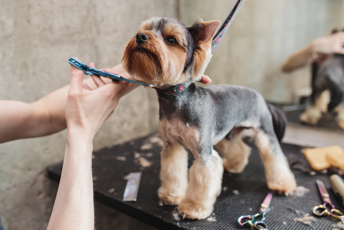 A Yorkshire Terrier getting a haircut