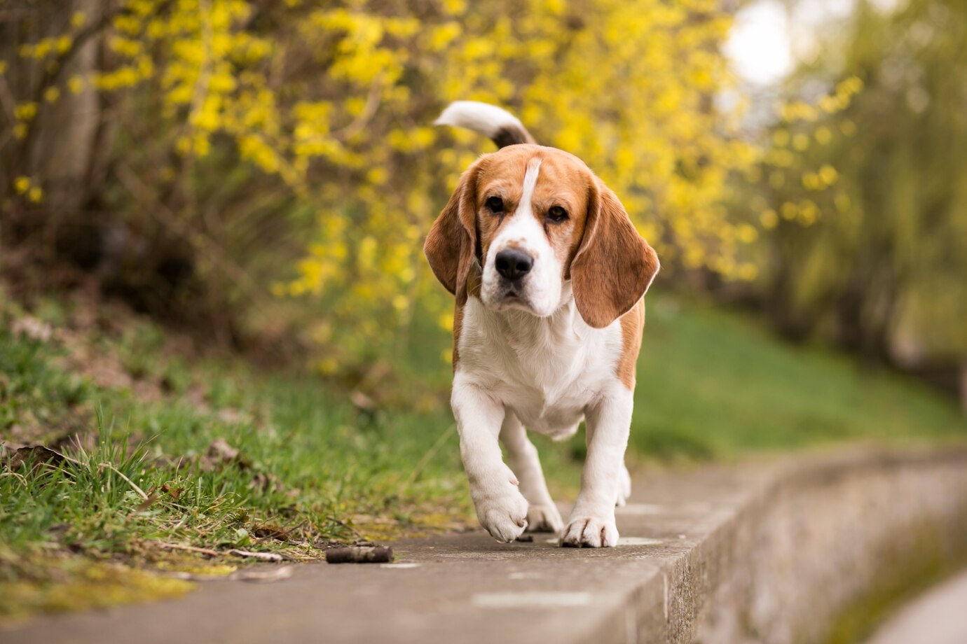 beagle is running in garden