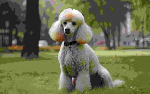 poodle-is-sitting-grass-park-professional-advertising-post-photo