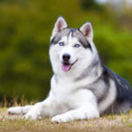 A Siberian Husky Laying in a Field