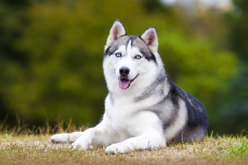 A Siberian Husky Laying in a Field