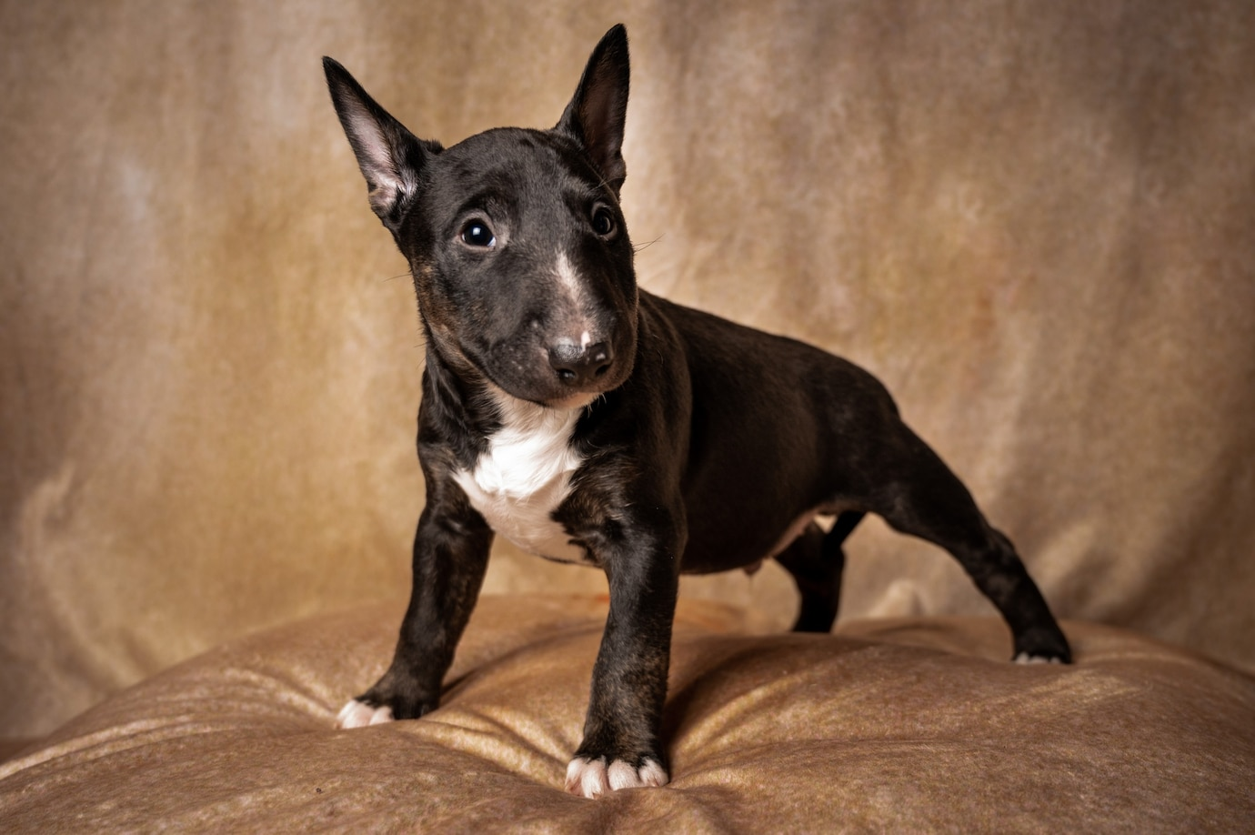 standing-black-miniature-bull-terrier-puppy