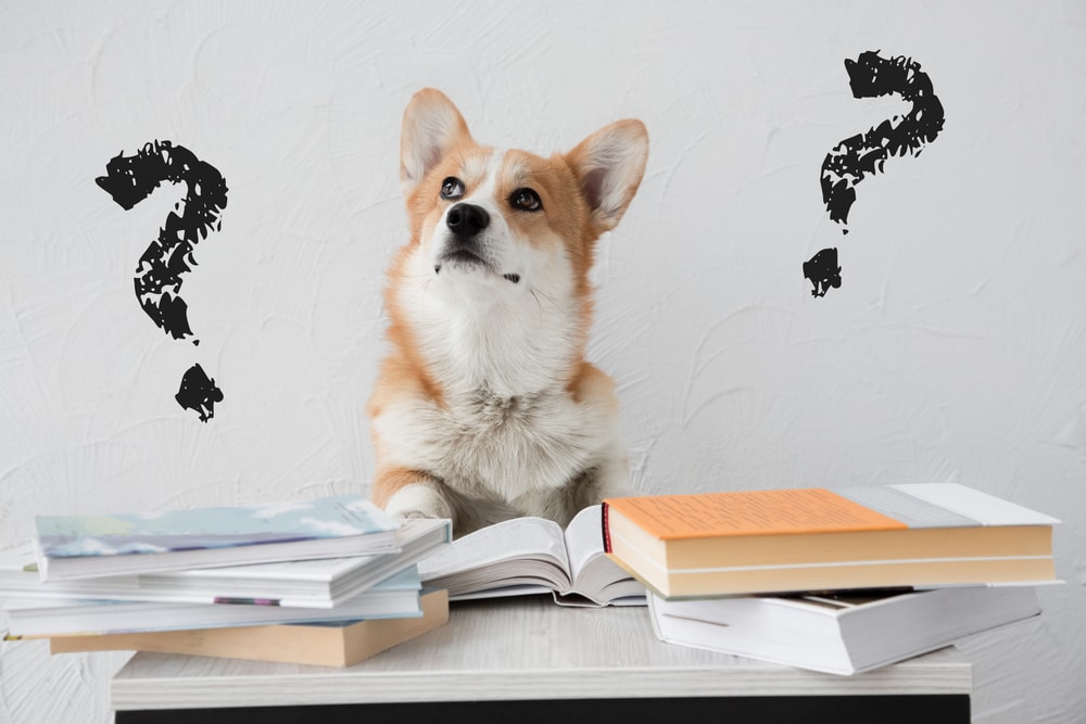 A Thoughtful dog surrounded by books and questions marks