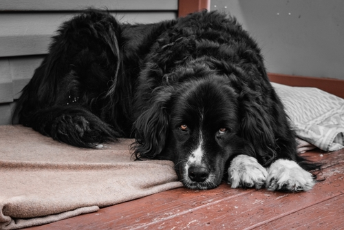 A Calm Labernese laying on a carpet outside