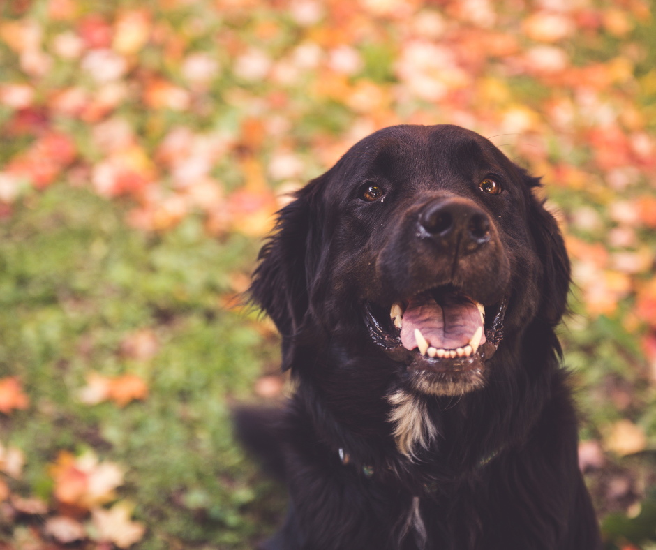 A smiling adult Labernese Dog