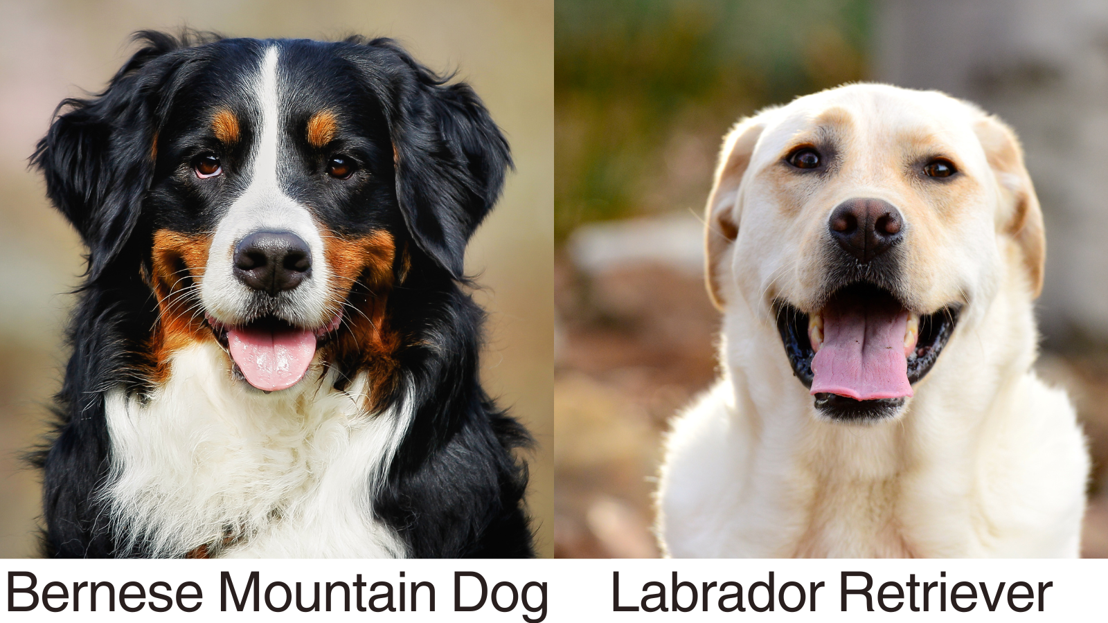 A Photo Collage of a Bernese Mountain Dog and a Labrador Retriever