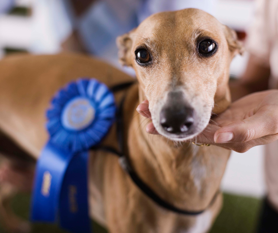 A small dog receiving an award
