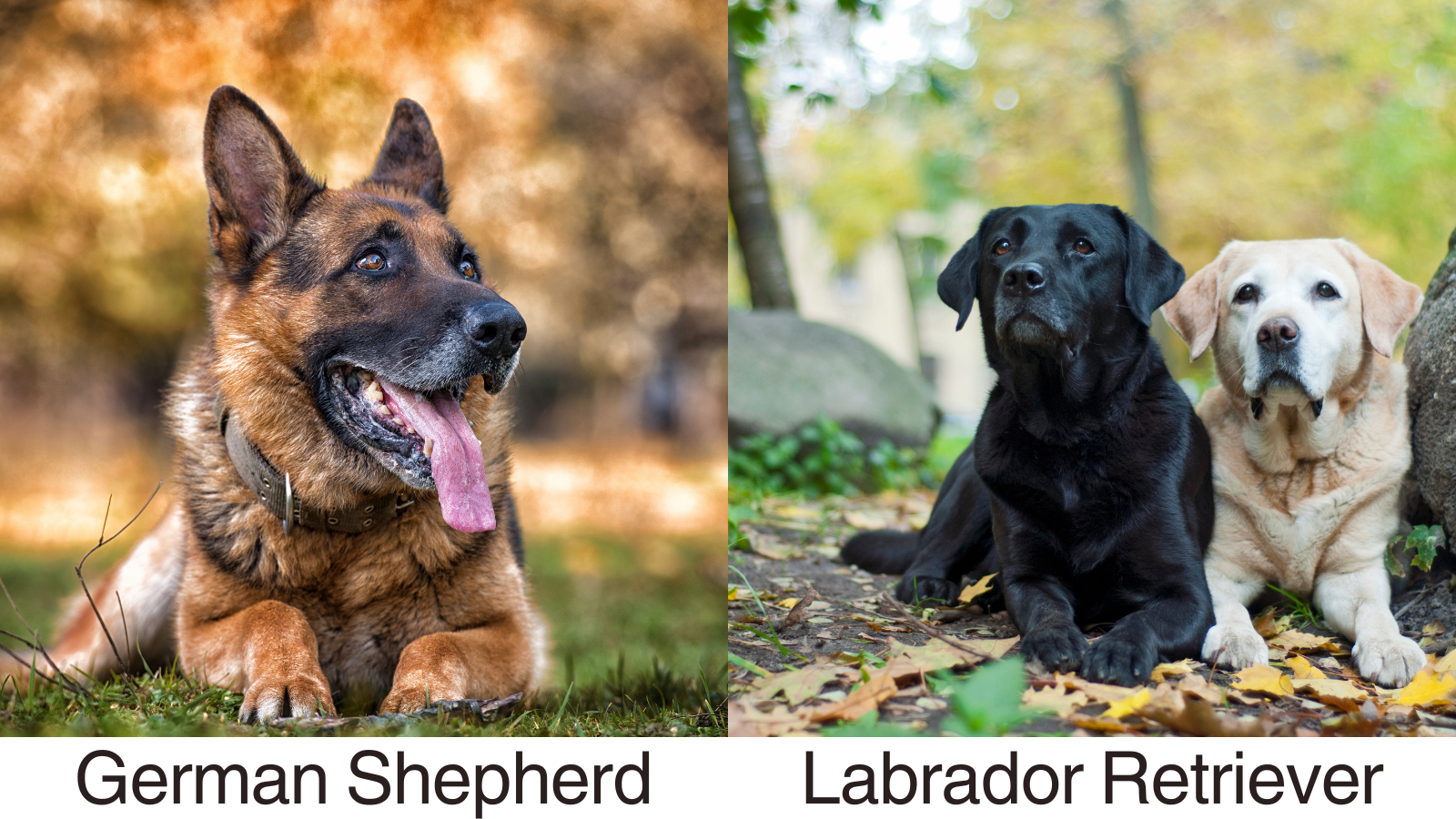 A side by side comparison of a German Shepherd and two labradors