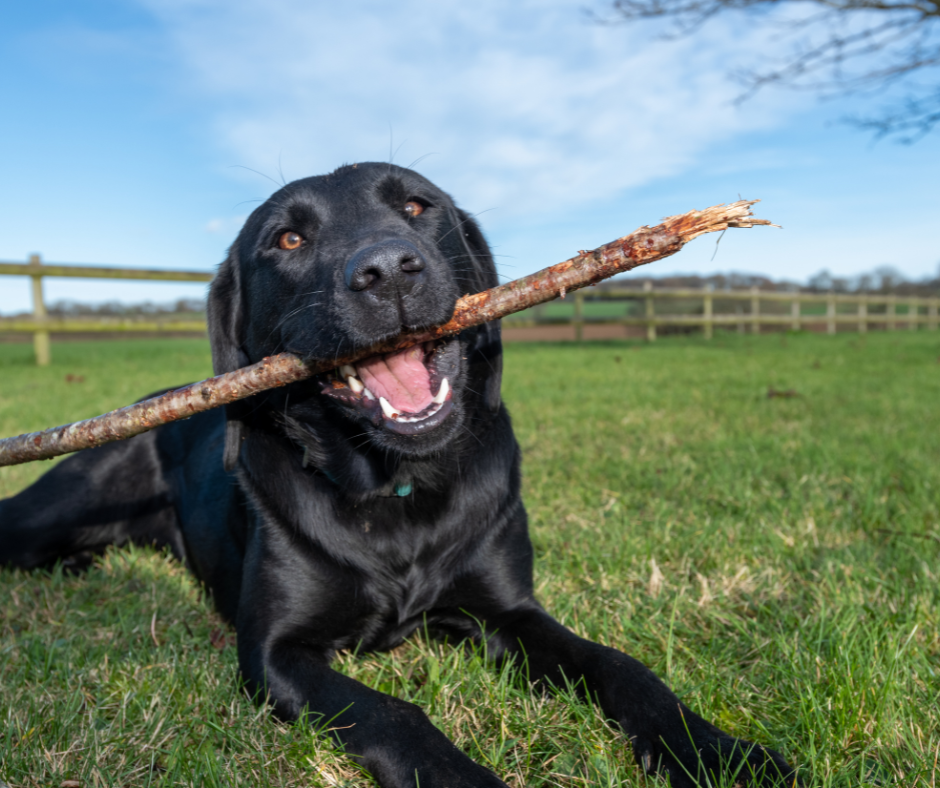 A Labrador Retriever Holding a Stick