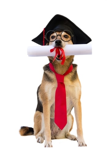 A dog on a white background with a graduation hat