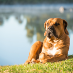 A Male Dog laying by a lake
