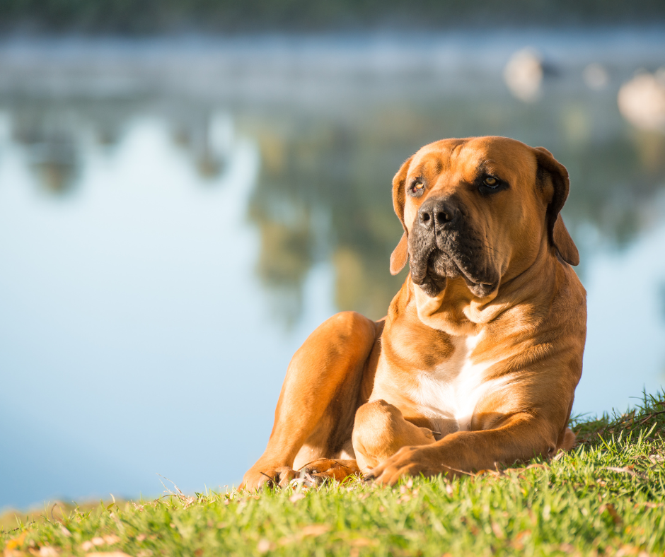 A Male Dog laying by a lake