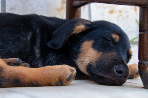 A Sleeping Sheprador Puppy