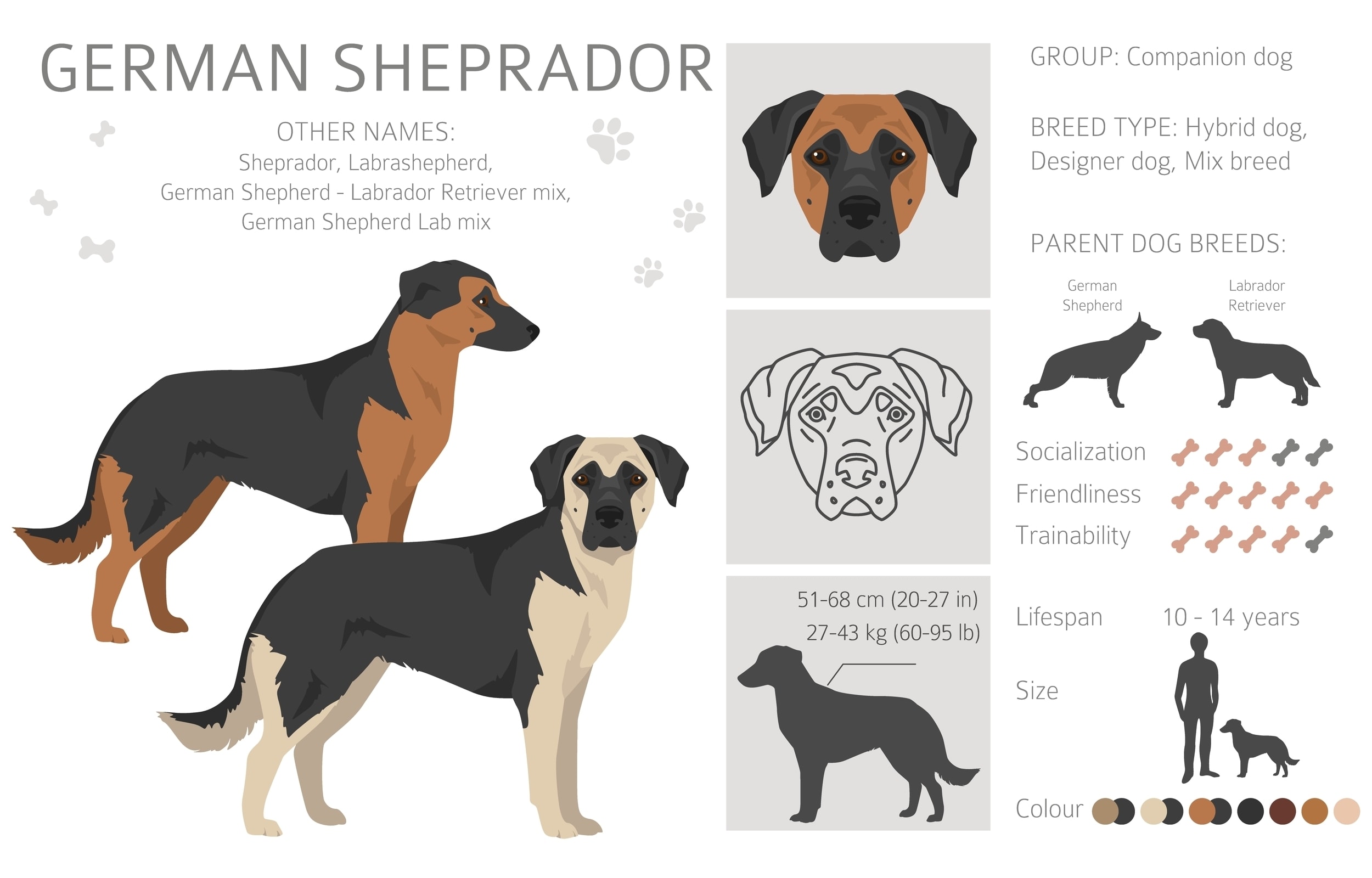 An infographic of the characteristics of a Sheprador