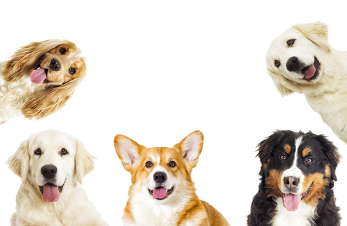 A group of purebred dogs on a white background