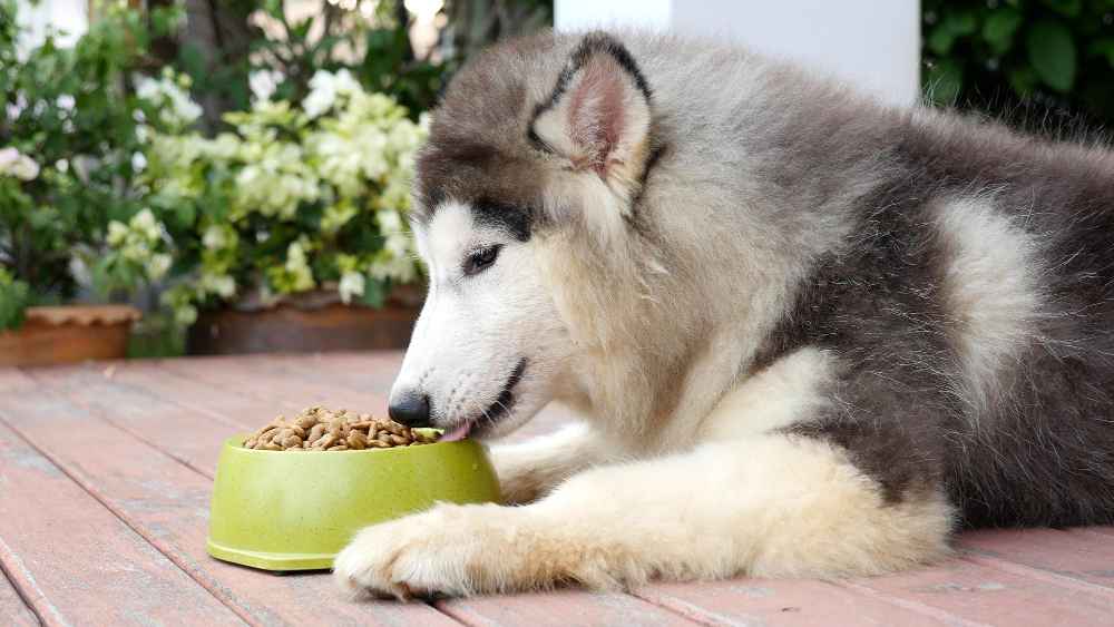 Best Dog Food for Huskies 