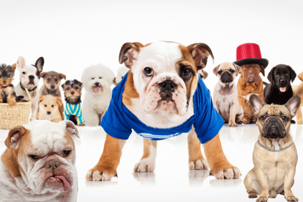 Bulldogs with his gang
