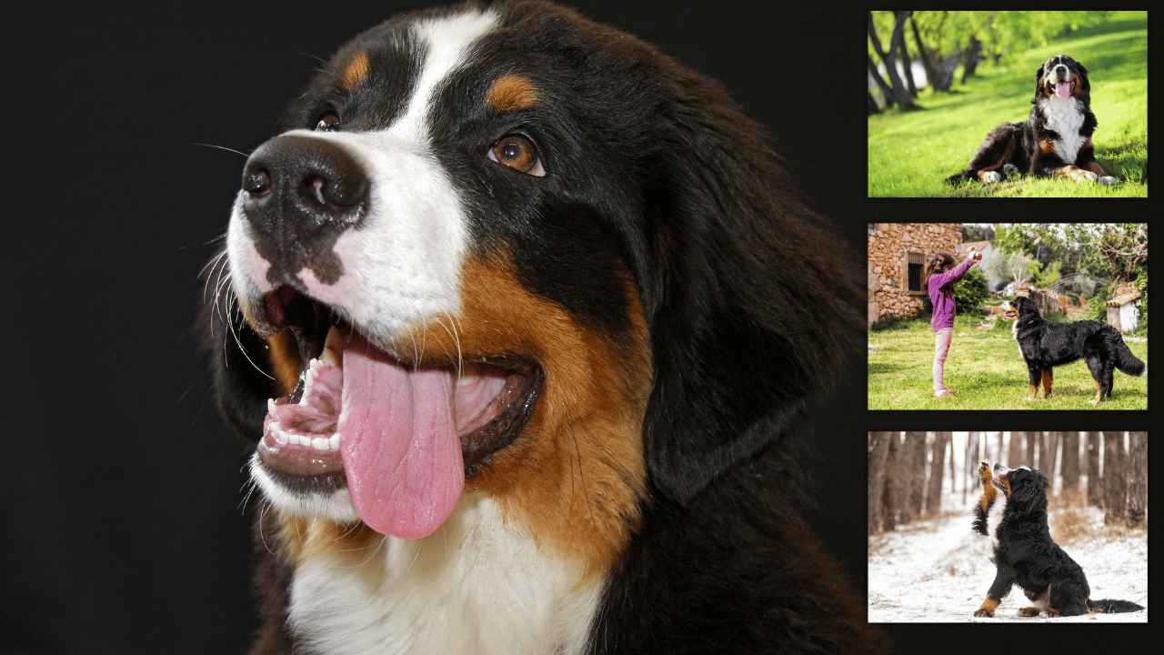Choosing a Bernese Mountain Dog Puppy in the United States A Complete Guide