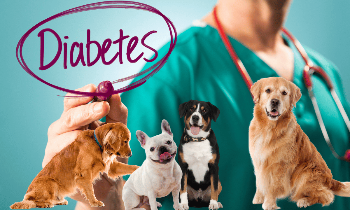Diabetic Service Dogs Overview and Benefits And Difficulties