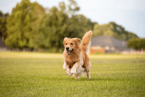 Golden-retriever Dog Breed for Babies 