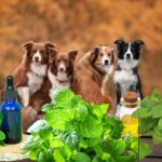 Is Peppermint Oil Safe for Dogs?