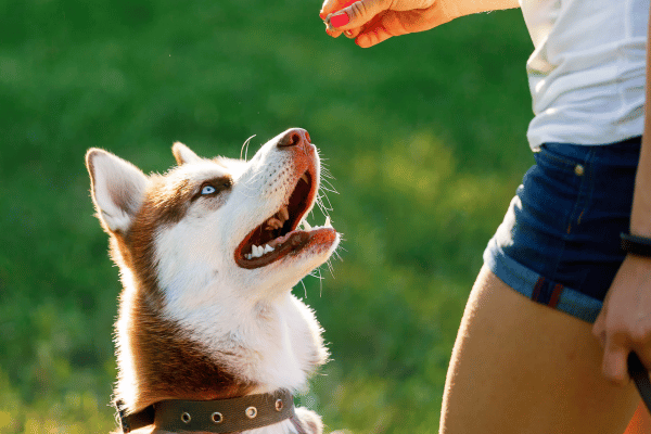 Training Your Dog to Be Gentle Around a Newborn