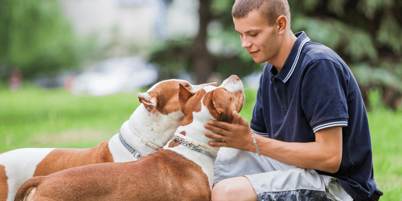 Why Adopting Energetic Dog Breeds Adds Excitement to Your Outdoor Lifestyle