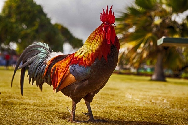 rooster, cockerel, bird