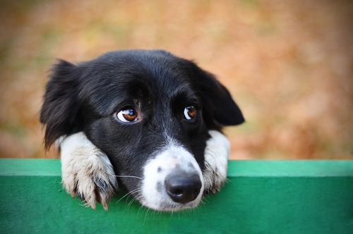 A cute border collie peering over a fence