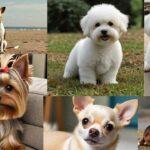 Best Dog Breeds for College Students
