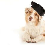 A dog wearing a graduation hat