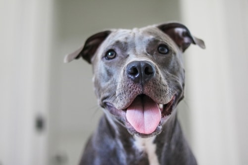 A smiling Pitbull Dog