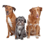 Three dogs on a white background. Two dogs are mixed breed and one is a purebred.