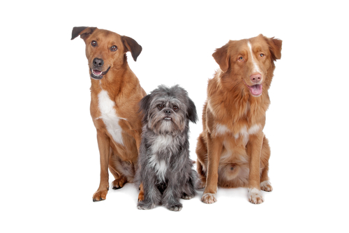 Three dogs on a white background. Two dogs are mixed breed and one is a purebred.