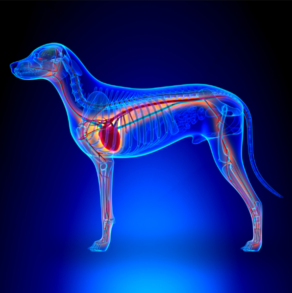 An illustration of a dog's anatomoy