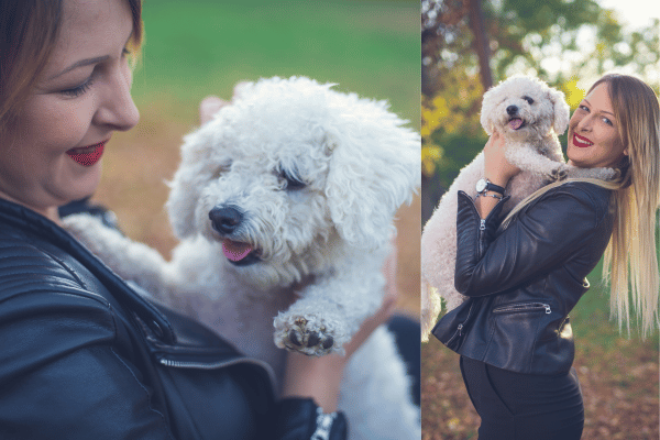 Bichon Frise with owner