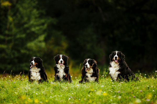 4 Bernese Mountain Dogs seating together