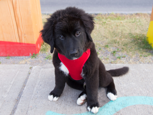 A Labernese puppy sitting with a red vest