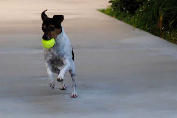 Rat Terrier breed