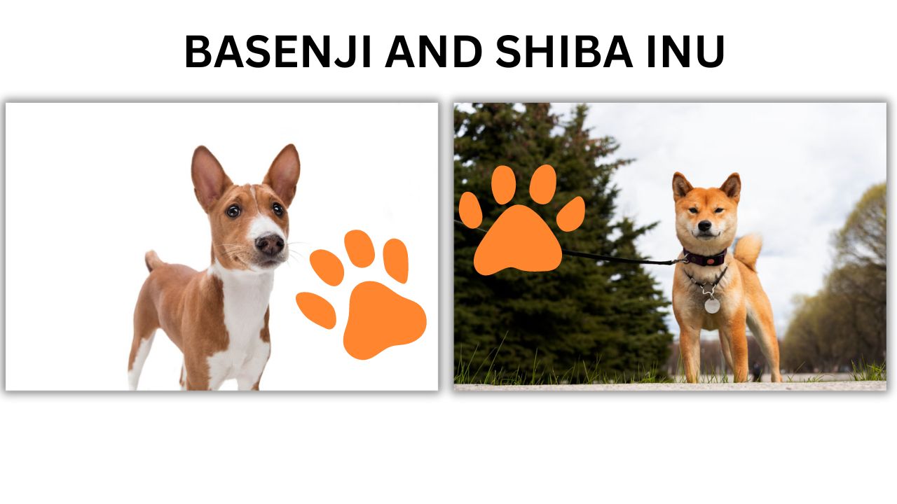 Basenji and Shiba Inu: Notable Differences Explained