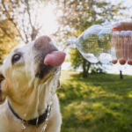 Best Dogs for Hot Weather Breeds That Can Handle High Temperatures