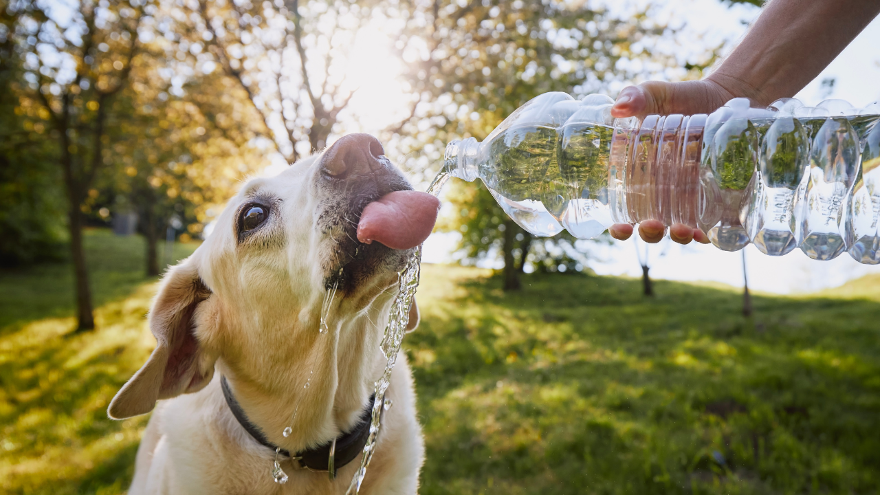 Best Dogs for Hot Weather Breeds That Can Handle High Temperatures