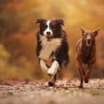 Best Farm For Dogs: Reliable Canine Companions