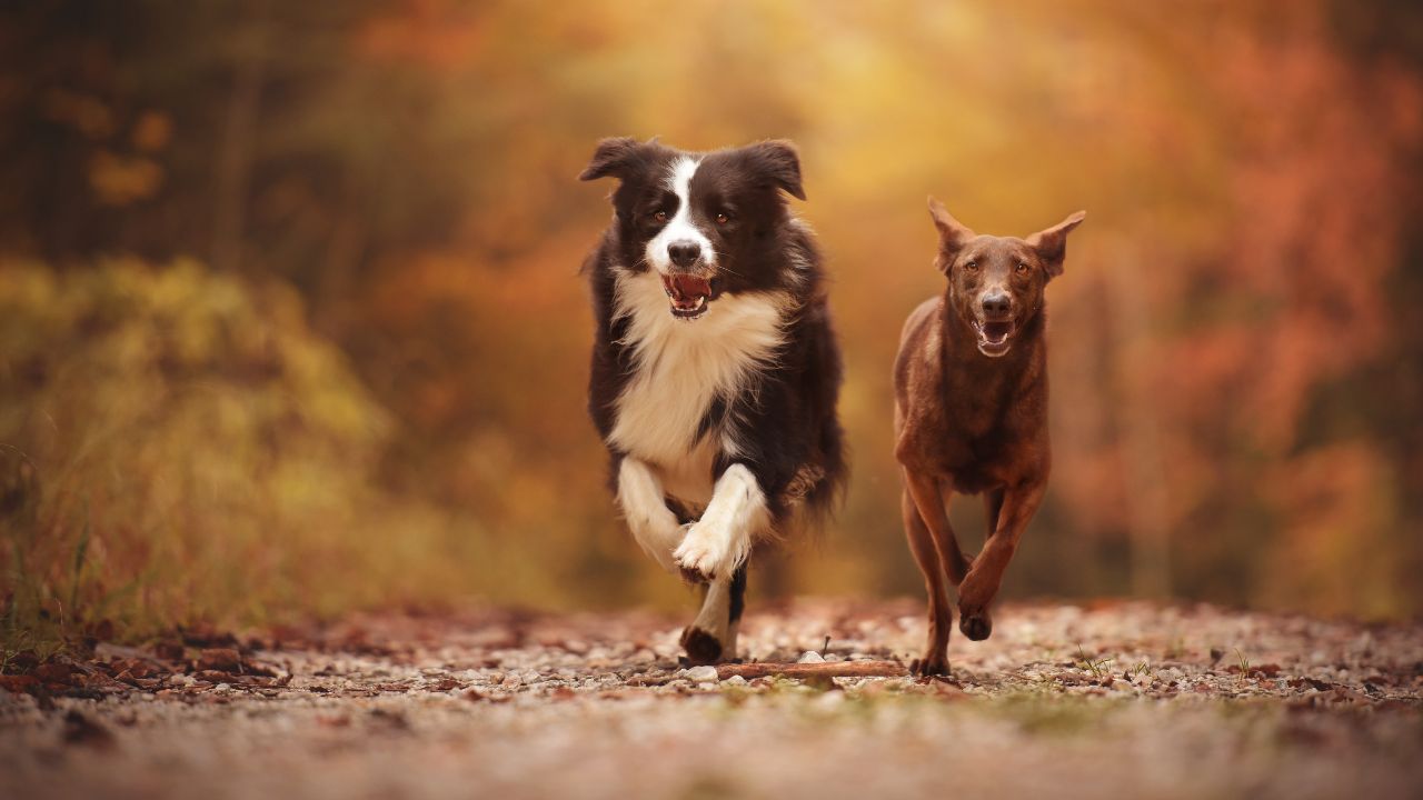 Best Farm For Dogs: Reliable Canine Companions
